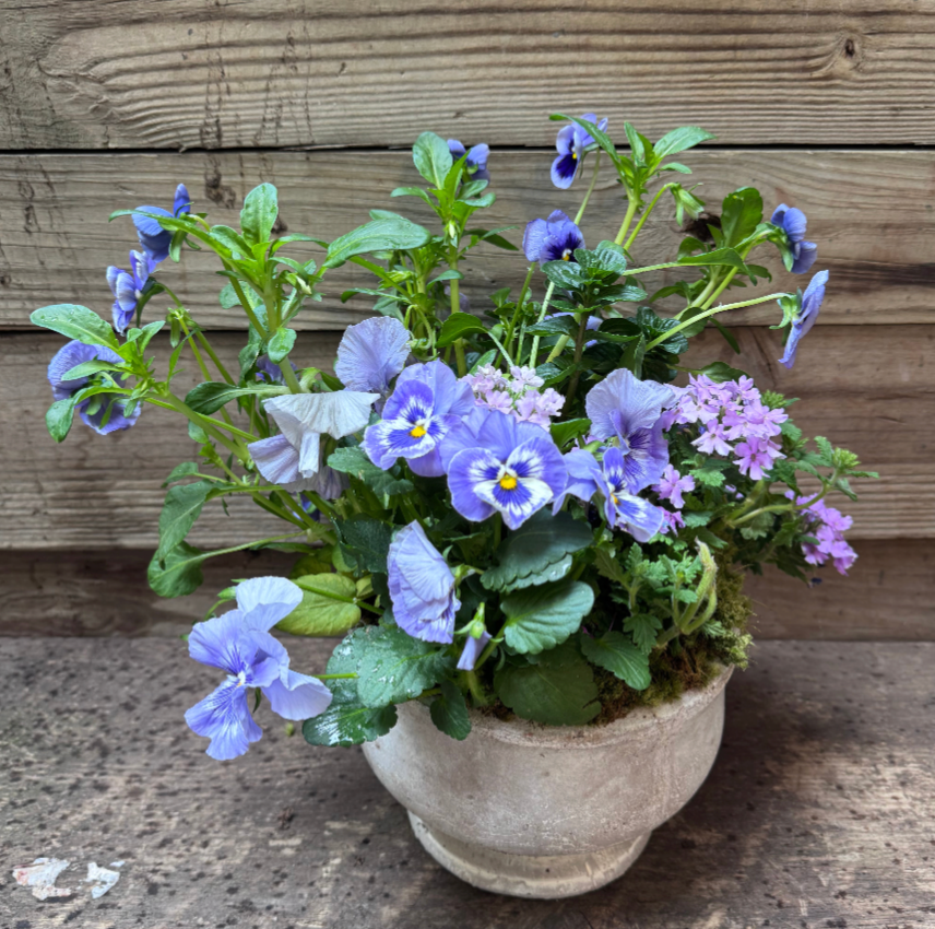 Spring Garden