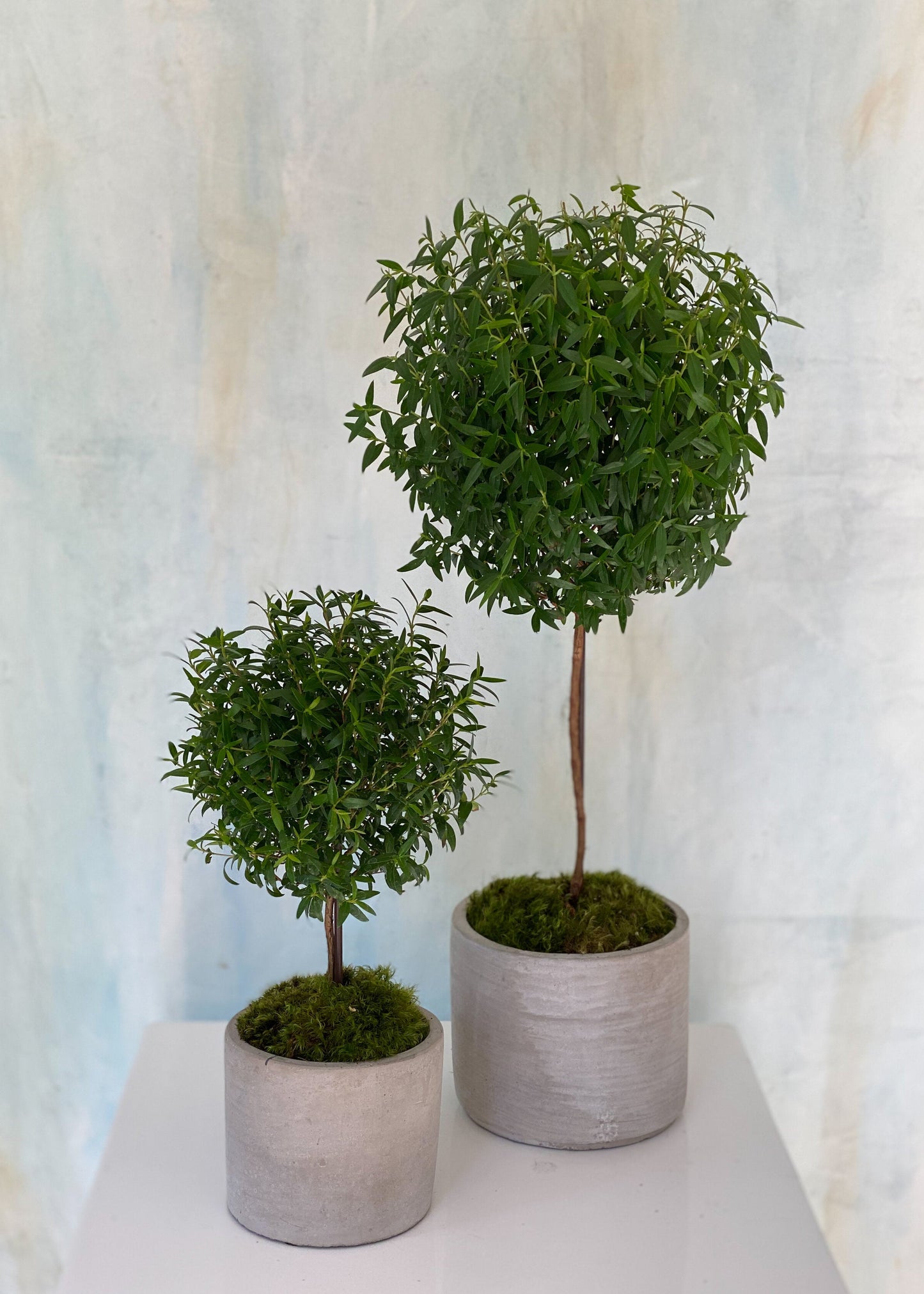 Myrtle Topiary