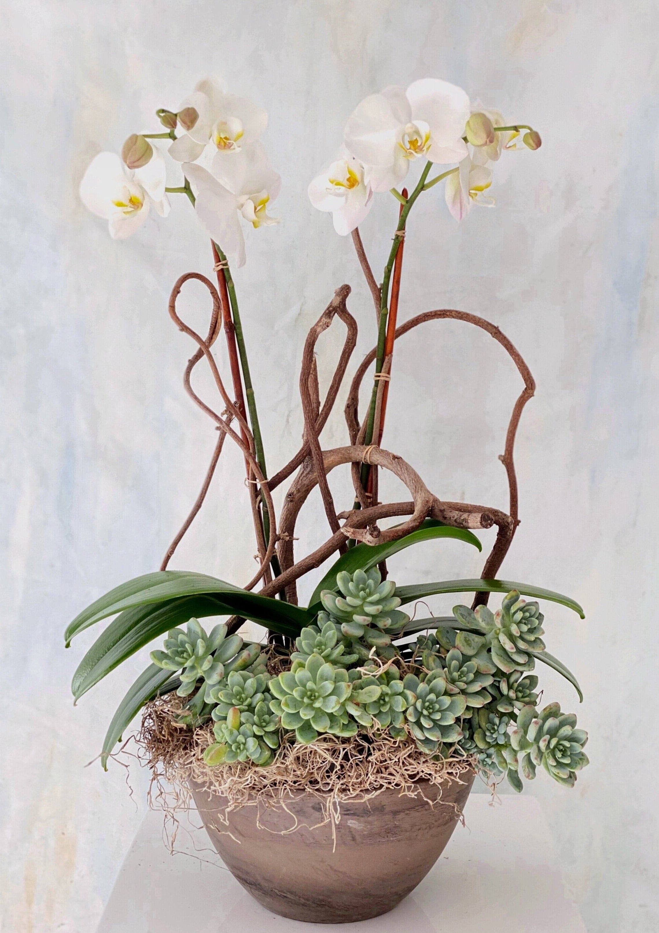 Phalaenopsis Orchid & Succulent Planter – Table & Tulip