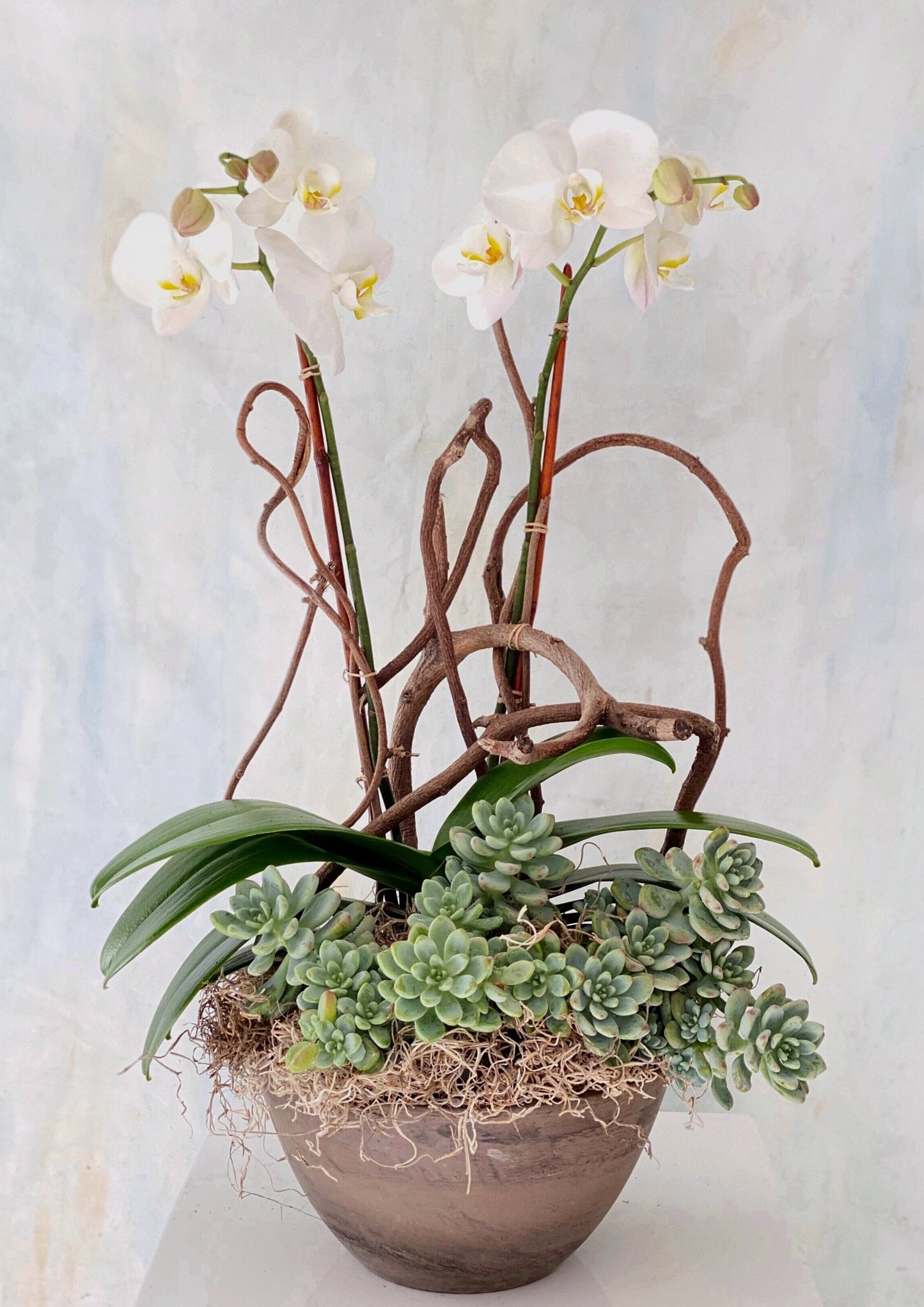 Phalaenopsis Orchid & Succulent Planter