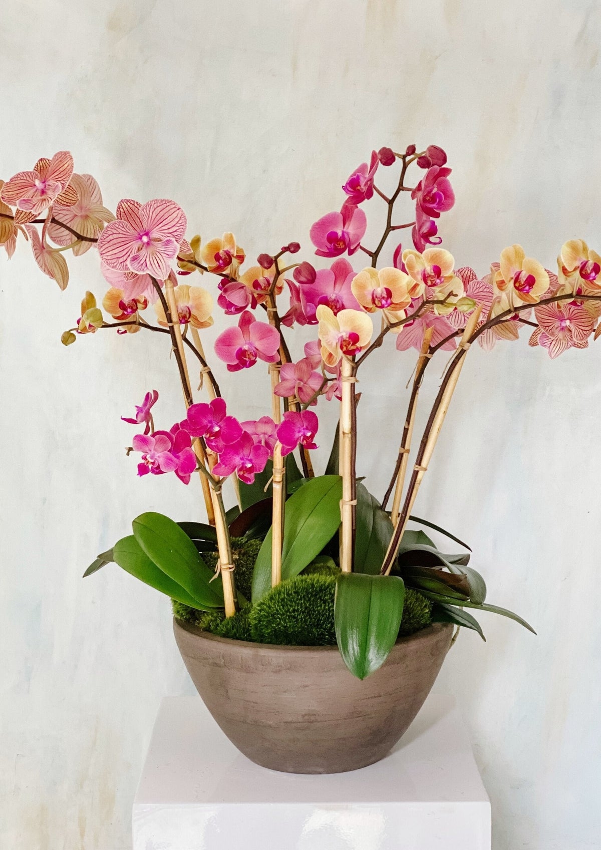 Deluxe Jewel-Tone Phalaenopsis Orchid Planter