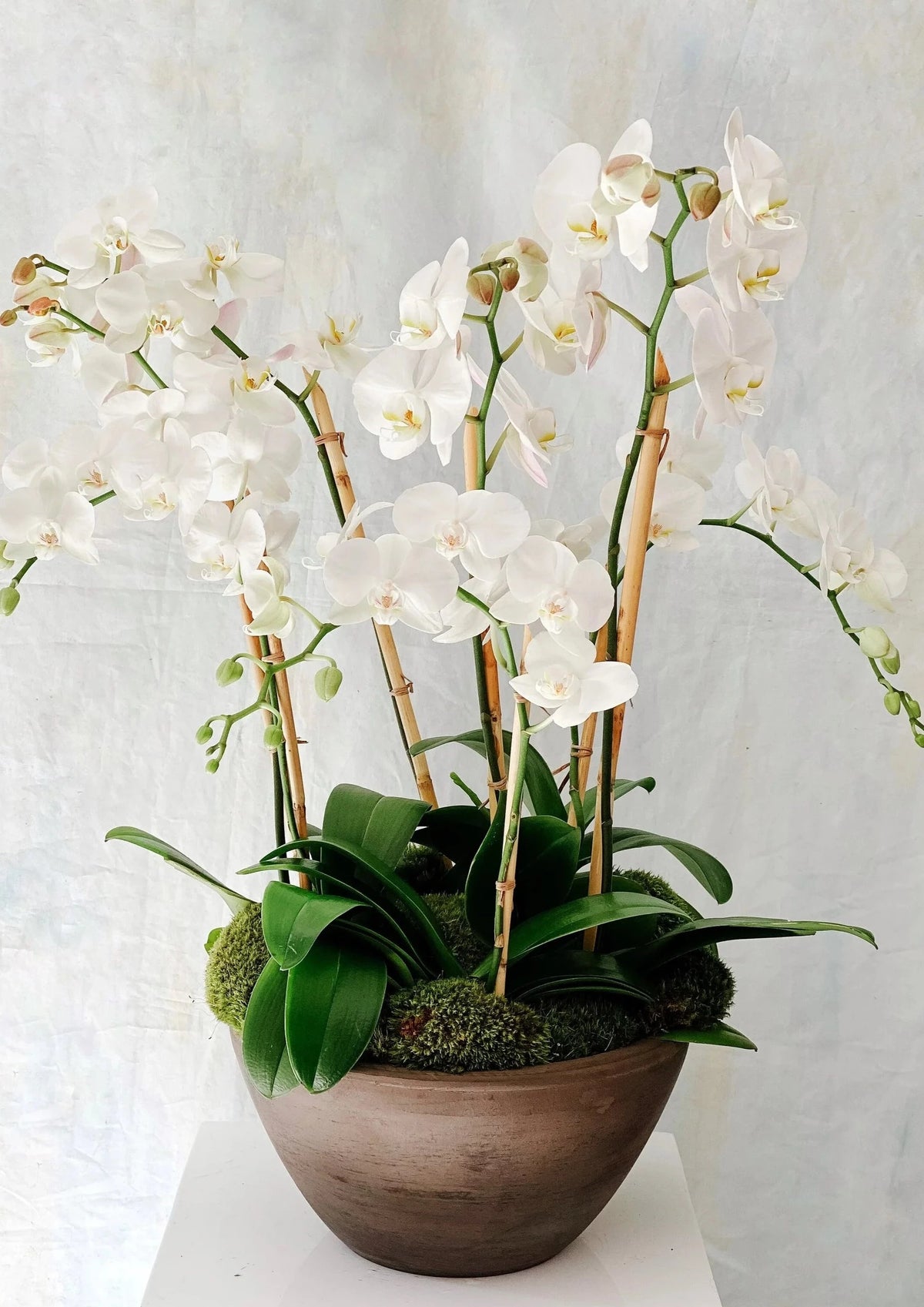 Deluxe White Phalaenopsis Orchid Planter