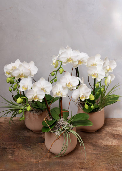 Mesa Phalaenopsis Orchid Planter