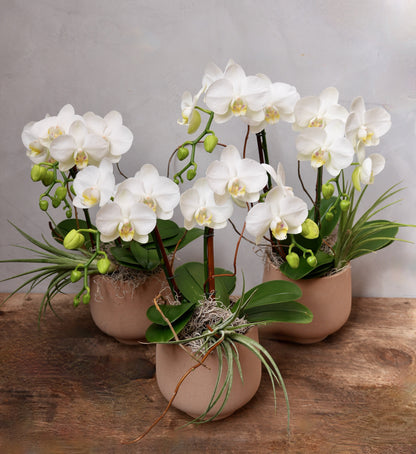 Mesa Phalaenopsis Orchid Planter