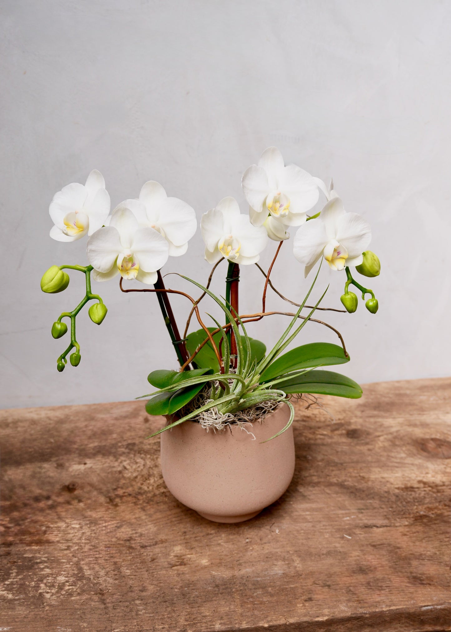Mesa Phalaenopsis Orchid Planter