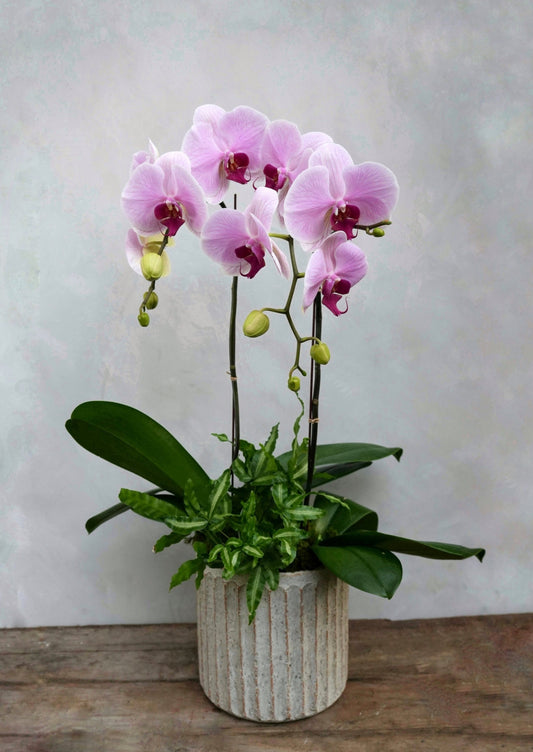 Pastel Phalaenopsis Orchid Planter