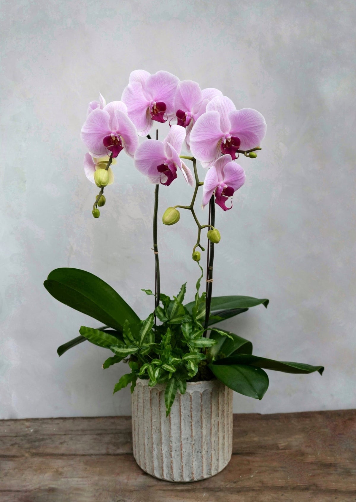 Pastel Phalaenopsis Orchid Planter