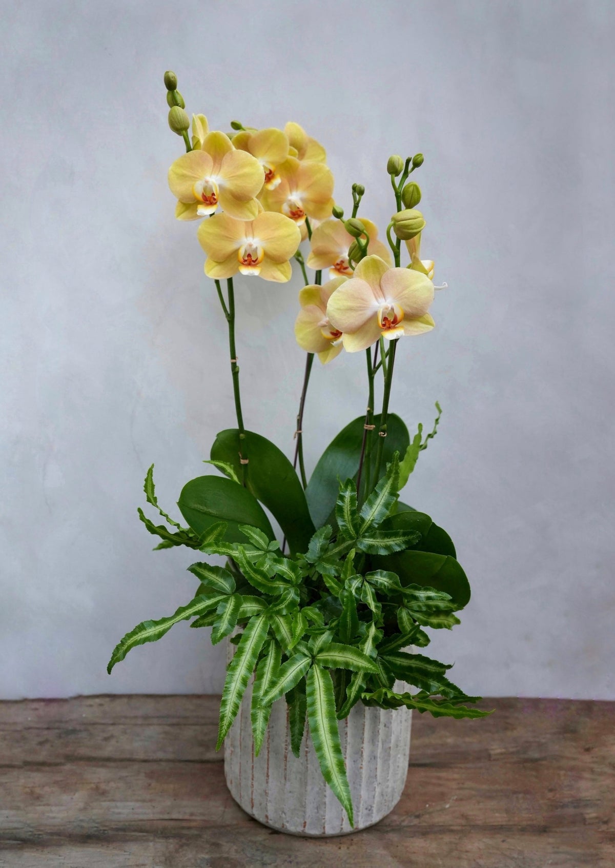 Pastel Phalaenopsis Orchid Planter