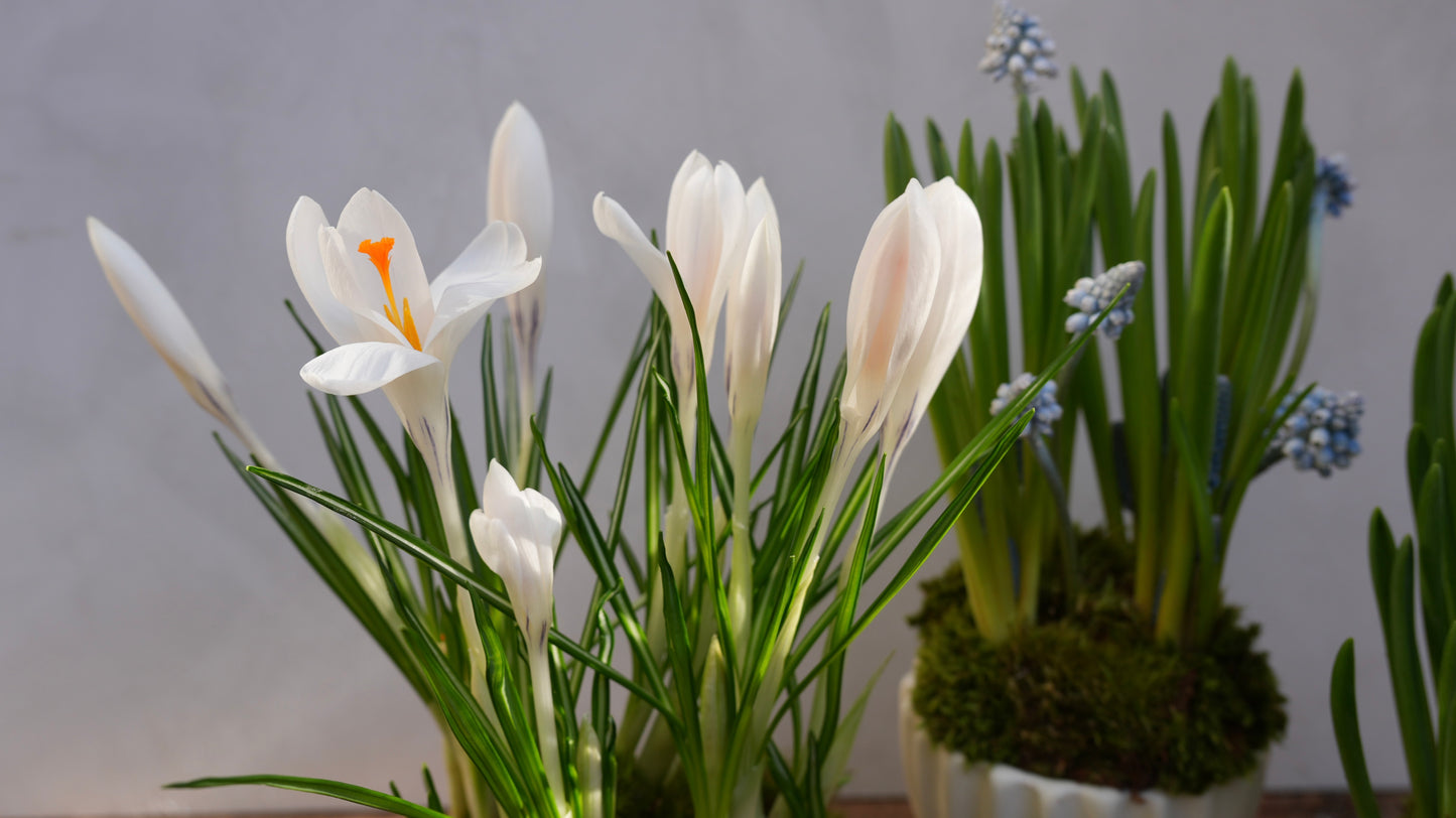 Spring Bulb Planter Set