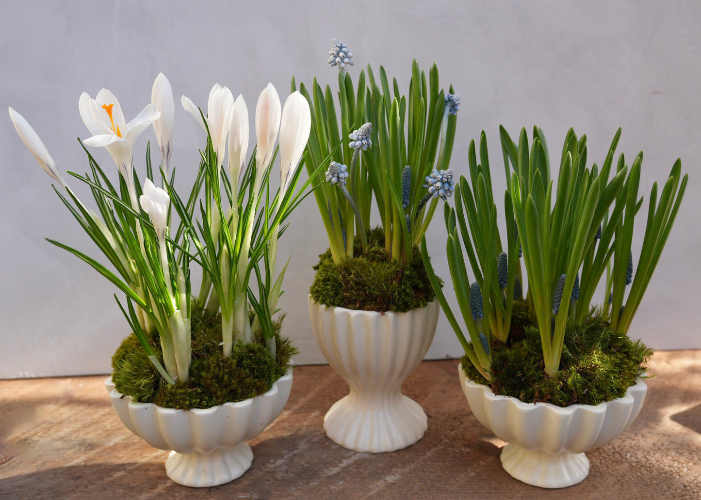 Spring Bulb Planter Set