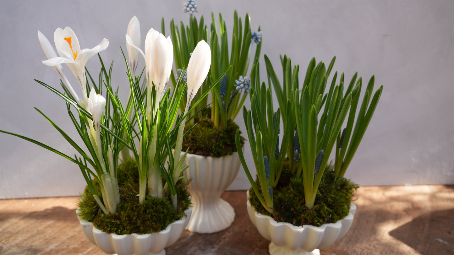Spring Bulb Planter Set