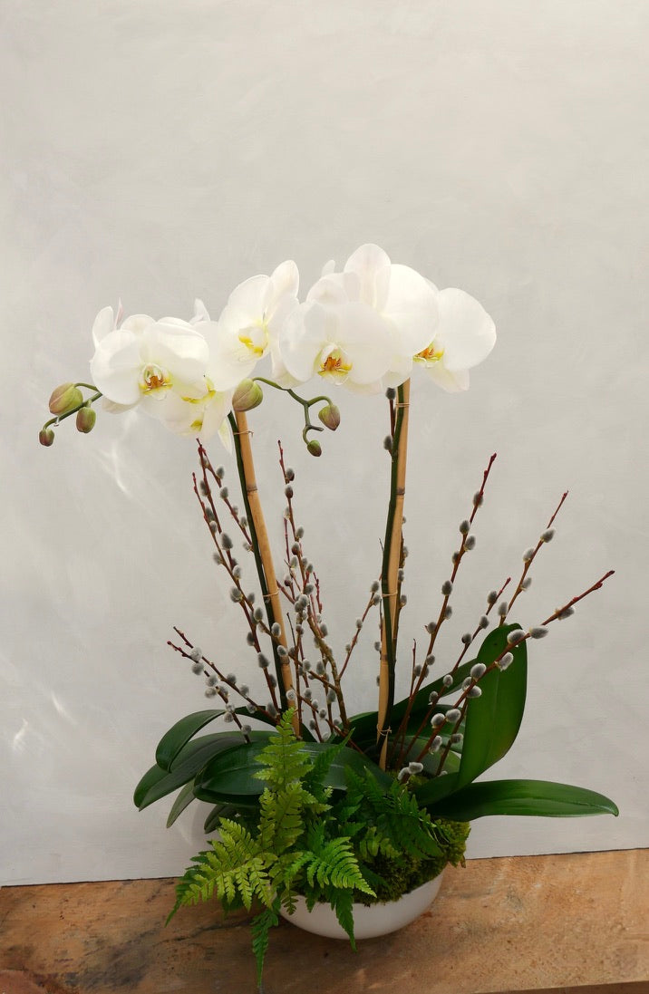 Phalaenopsis Orchid &amp; Fern Planter