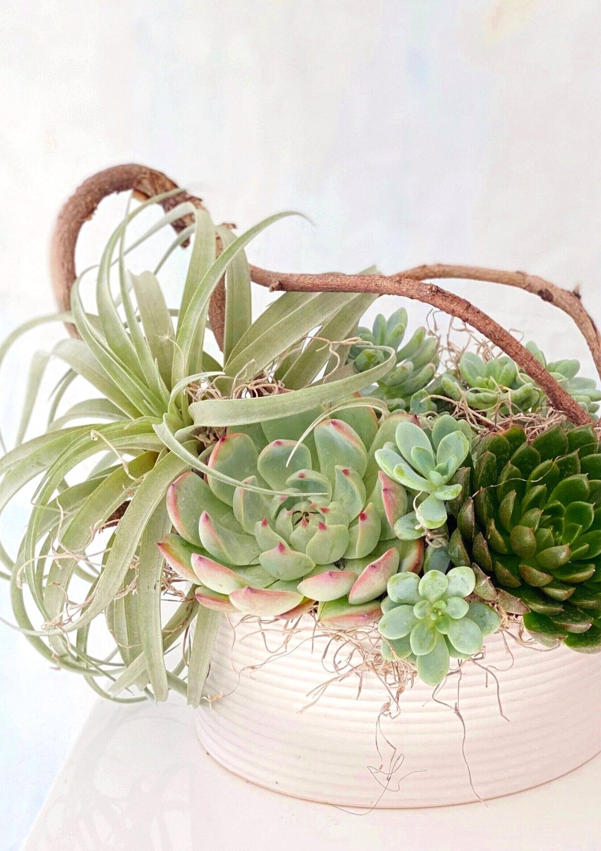 Deluxe Succulent Planter