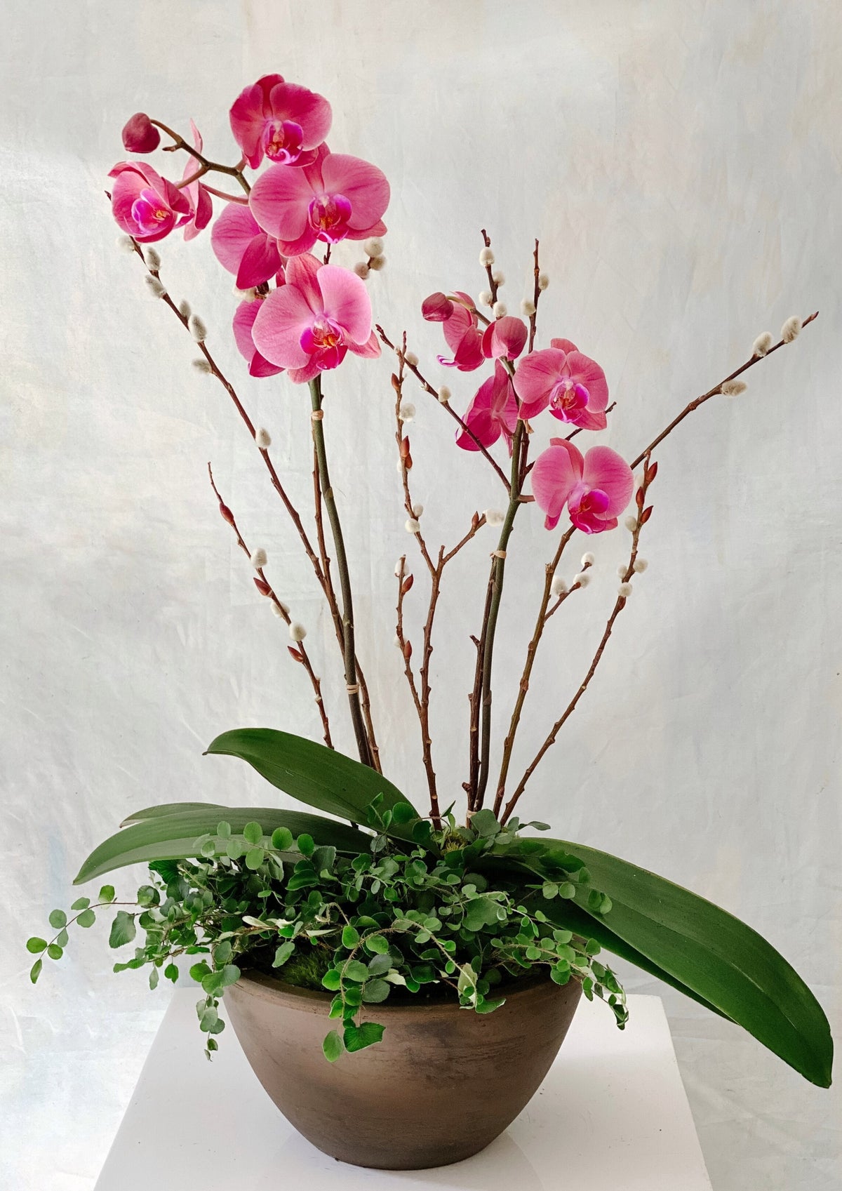 Phalaenopsis Orchid & Fern Planter - Table & Tulip