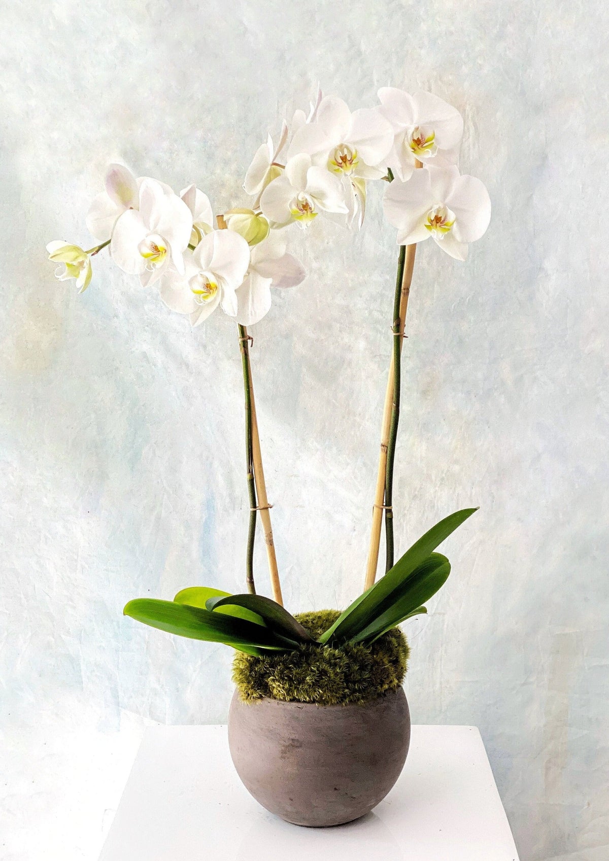 Classic Phalaenopsis Orchid Planter