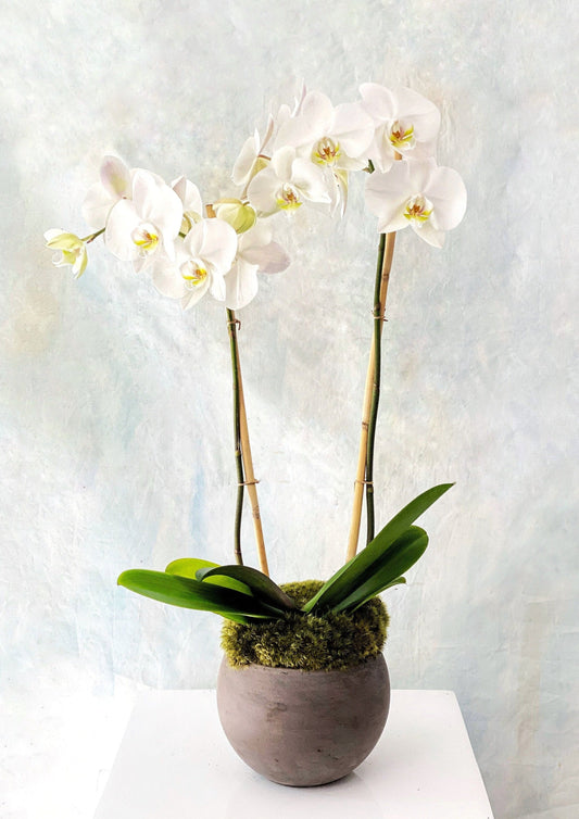 Classic Phalaenopsis Orchid Planter