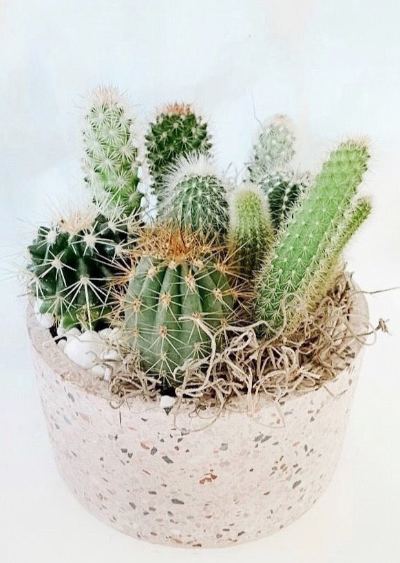&#39;Stuck On You&#39; Cactus Planter