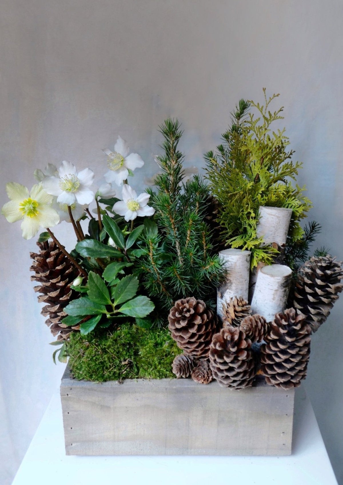 Holiday Hellebore Box