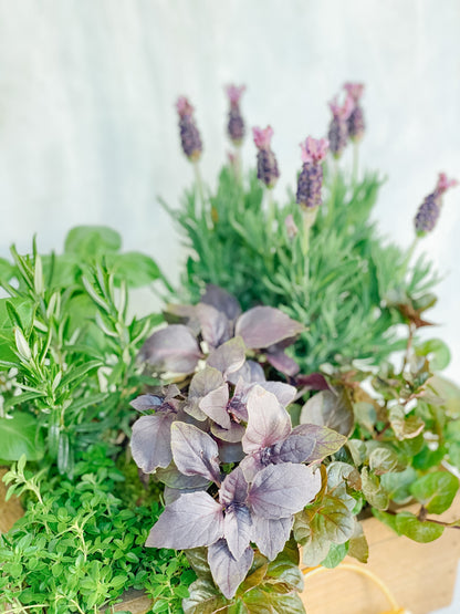 Herb Garden