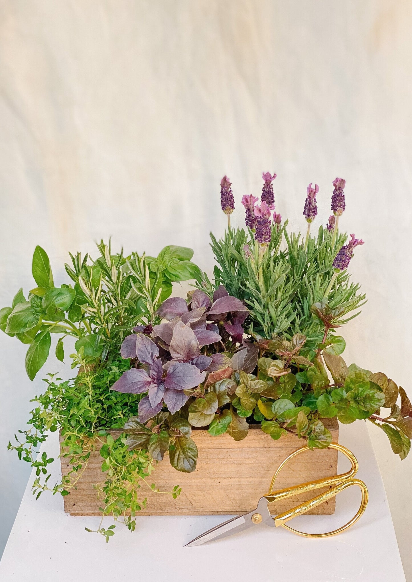 Herb Garden