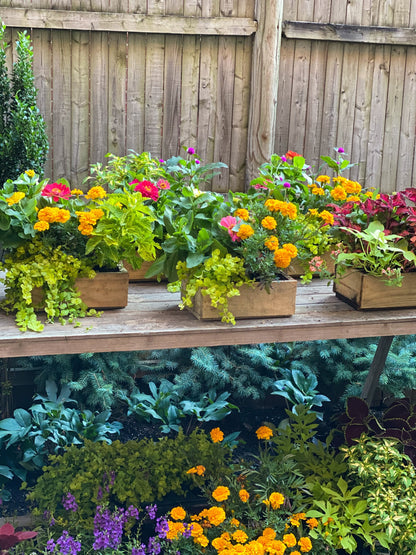 Summer Garden Box