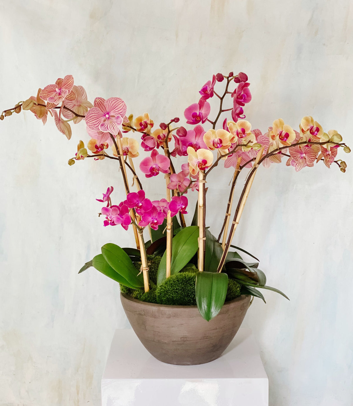 Deluxe Jewel-Tone Phalaenopsis Orchid Planter