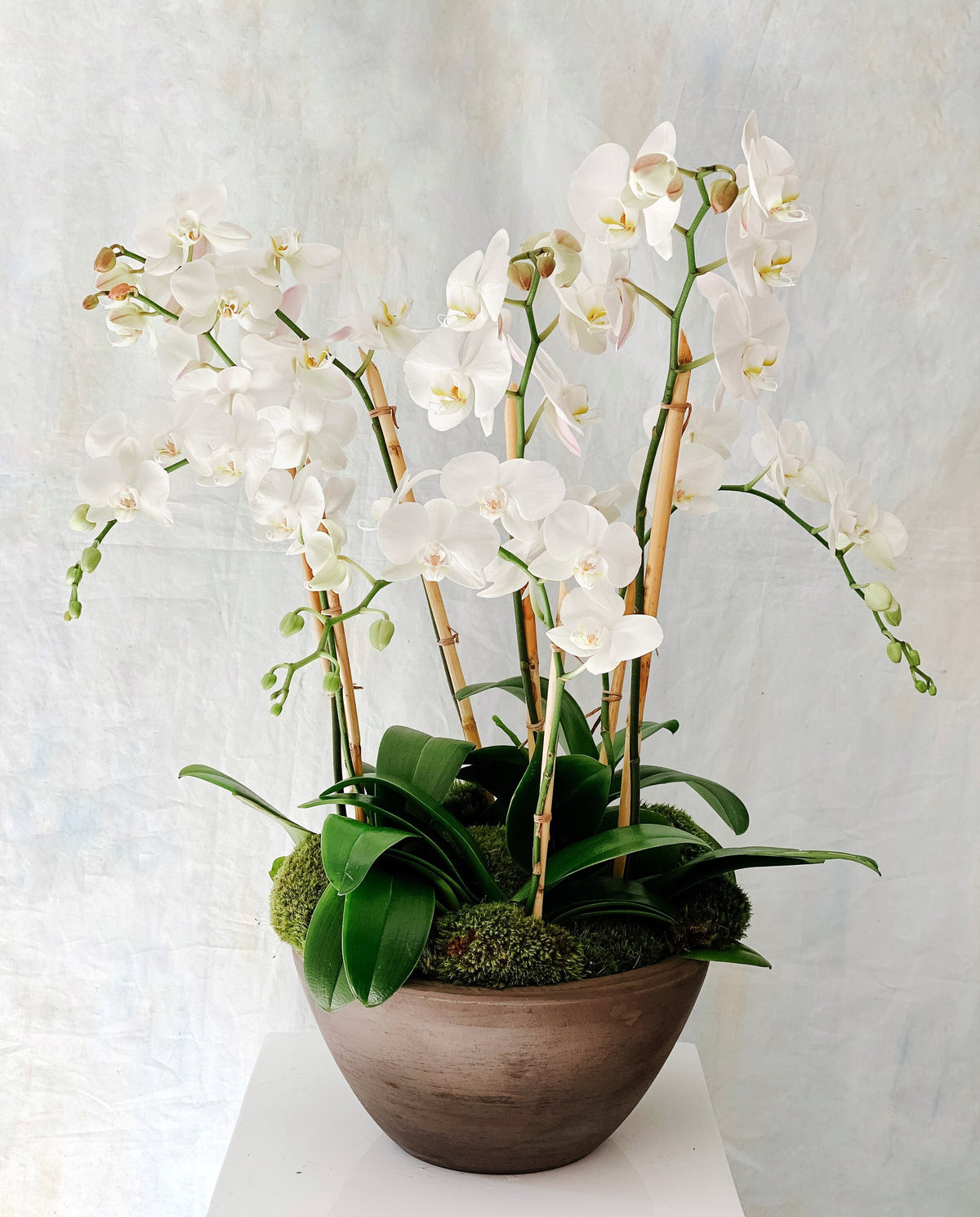 Deluxe White Phalaenopsis Orchid Planter