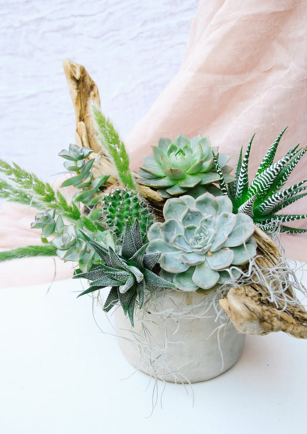 Tabletop Succulent Planter - Table & Tulip