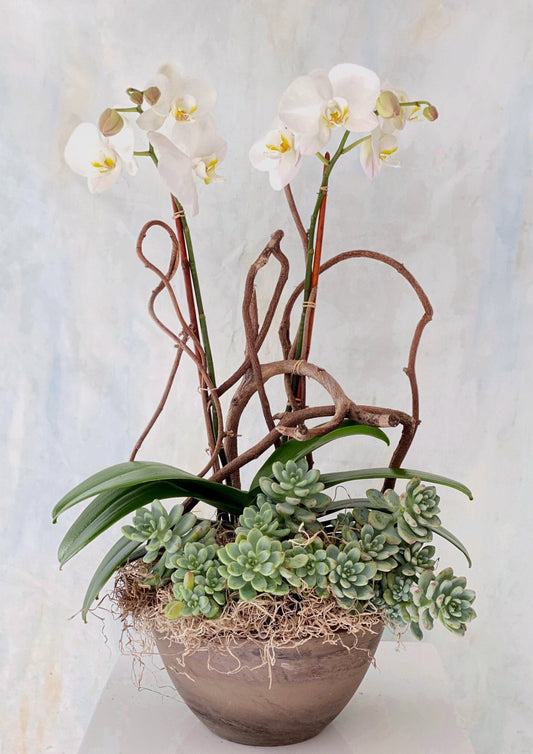 Phalaenopsis Orchid & Succulent Planter
